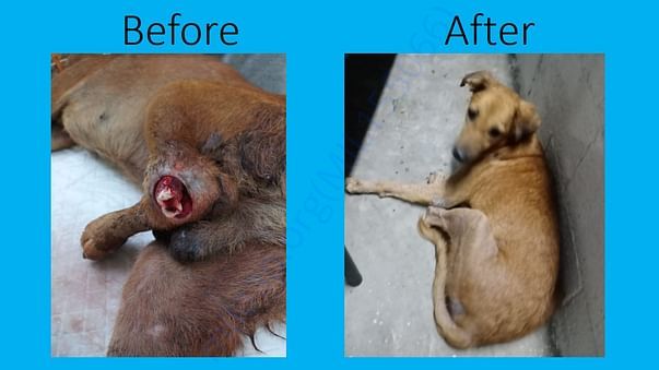 Browny hind leg amputee