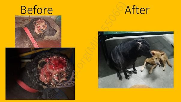 Karuppa who was abandoned because of maggot wound