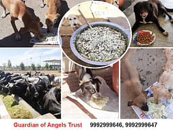 Help us to Feed Stray 400+ Dogs & 300+ Cows, to end Hunger Sufferings
