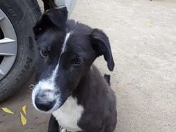 Help Jyoti Todd Support Her Shelter