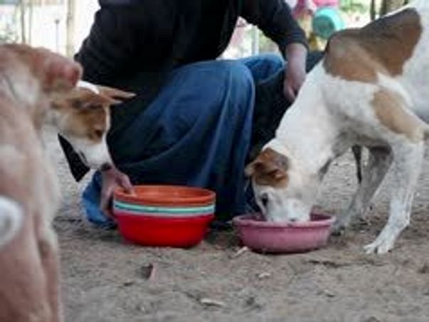 Feeding Stray Animals During Corona Outbreak