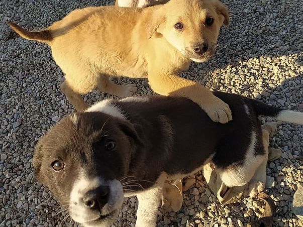 To Feed Stray Dogs, Cats, Cows And Other Animals In Lock-down Period