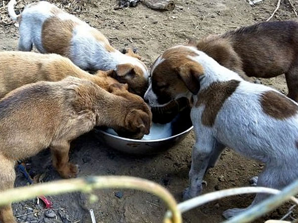 Help Me To Be A Stray Feeder During Lockdown