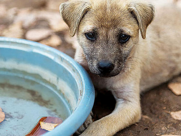 Stray Animals Relief Fund