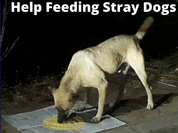 Help Feeding Stray Dogs - Donate