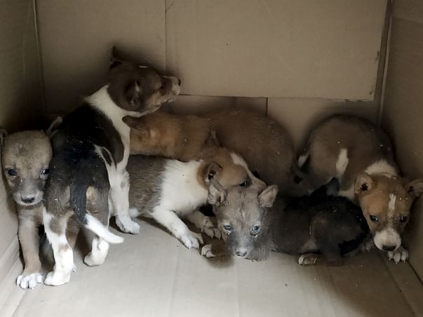 Help us to give treatment and food for the street animals in lockdown