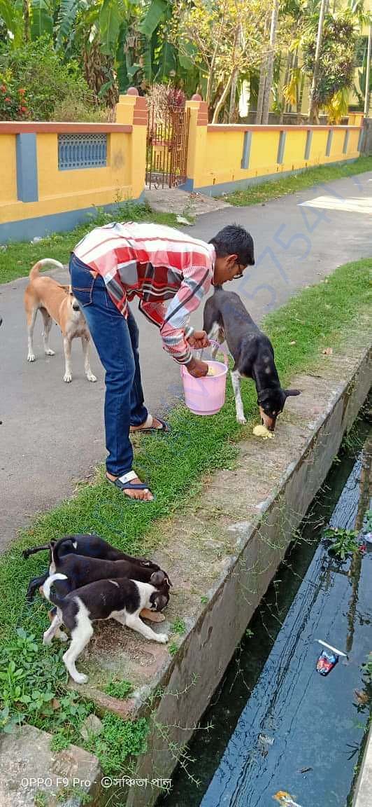 feeding of stray dogs during lockdown
