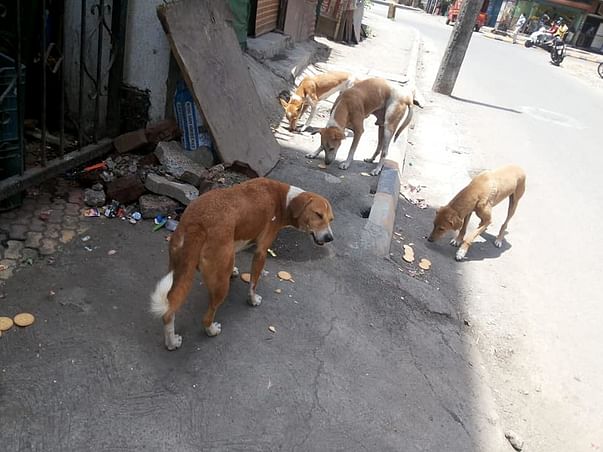 Help us feed Starving Stray Animals during Lockdown