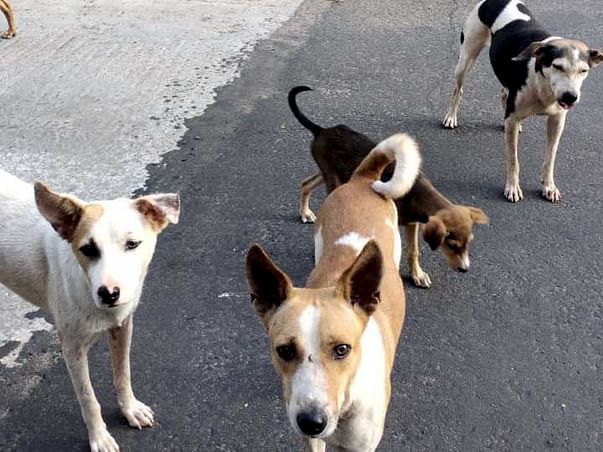 Help us to feed stray animals