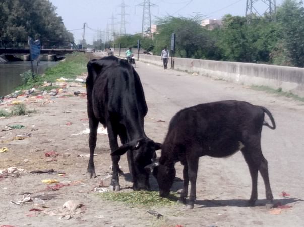 Help the strays and covid-19 fighters!