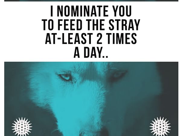 Help me feeding the strays