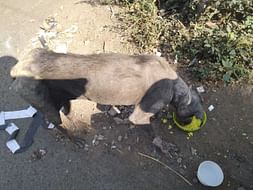 Help Me To Feed Strays Eat One Meal