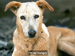 Save Life's of Street dogs
