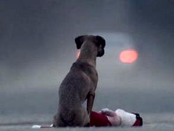 Save The Abandoned Pets