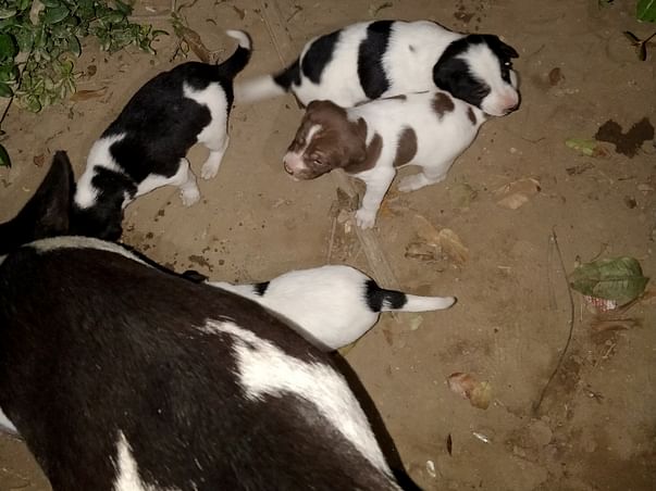 Help me provide food to stray animals during the lockdown