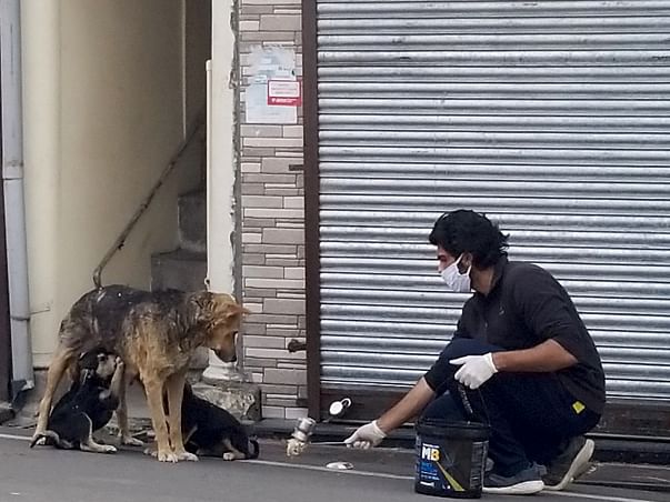 Help the strays and underprivileged of India