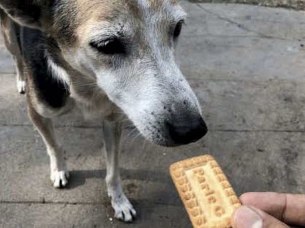 Help Us Take Care Of Street Dogs During COVID-19 Crisis