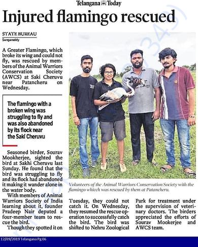 Injured Flamingo rescued