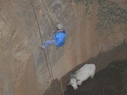 Help us to Save animals which are in distress