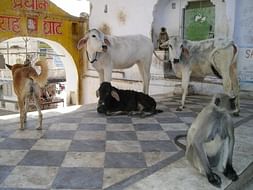 Helping Stray Animals