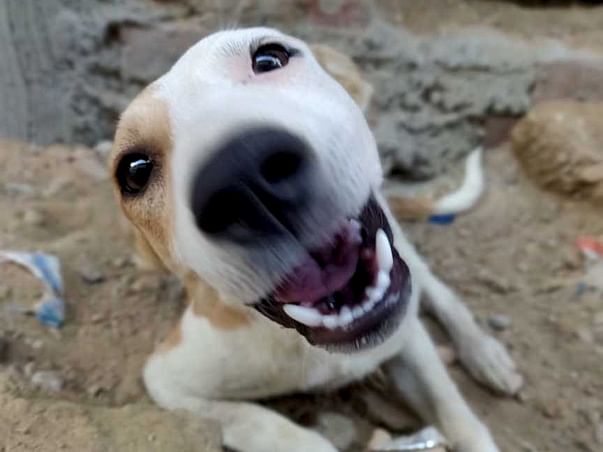 Help Stray Animals fight COVID-19