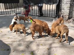 Help These Poor Ones