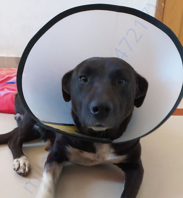 Fiona got spayed!