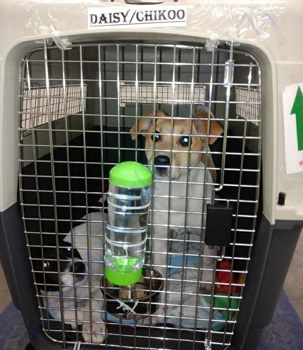 Our pups found forever homes :)