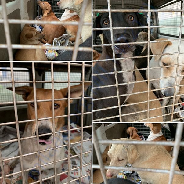 Sterilisation drive with DoD spay and neuter(Delhi)