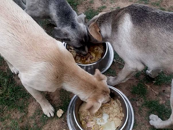 Help In Feeding Innocent voiceless fur babies