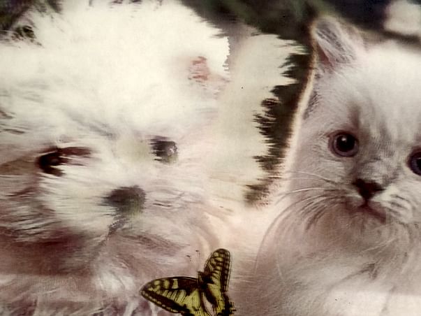 Feed puppies and kitties