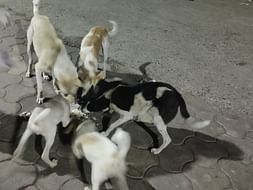 Help stray dogs remain fed during the lockdown