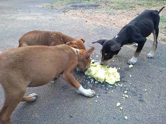STREET DOGS ARE DYING DUE TO FOOD,PLEASE HELP.....