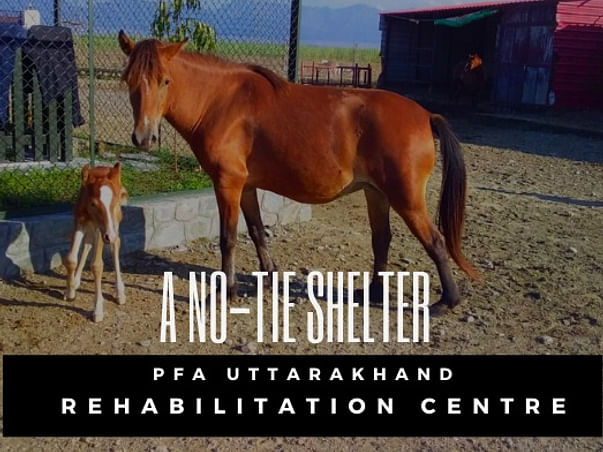 Establishing Animal Rehabilitation Center to help them during lockdown