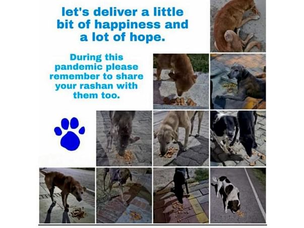 HELP FEED THE HUNGRY STRAY DOGS AND PUPS FROM YOUR HOME DURING CORONA