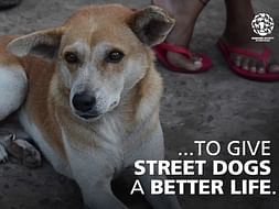 Help Us To Feed Stray Animals During COVID - 19 Pandemic
