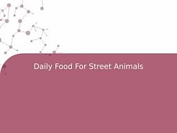 Daily Food For Street Animals
