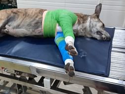 Help RAJA the stray fighting for his justice after miraculous recovery