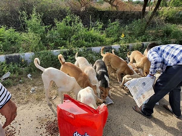 Help Street Animals During Coronavirus Lockdown