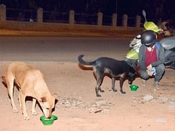 Covid-19 ! Emergency Funds for Stray Animals