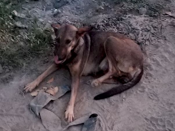 Help me feed stray animals and setup water bowls for them during Covid