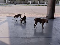 Feeding street dogs and help us to get reflect collars