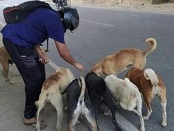 Help Feed The Paws Affected By COVID-19 Lockdown