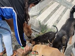 Help us feeding stray dogs in this lockdown