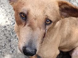 Sterilization of dogs(Prevention is better than cure).