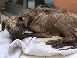 Help me get an Ambulance for Dogs!