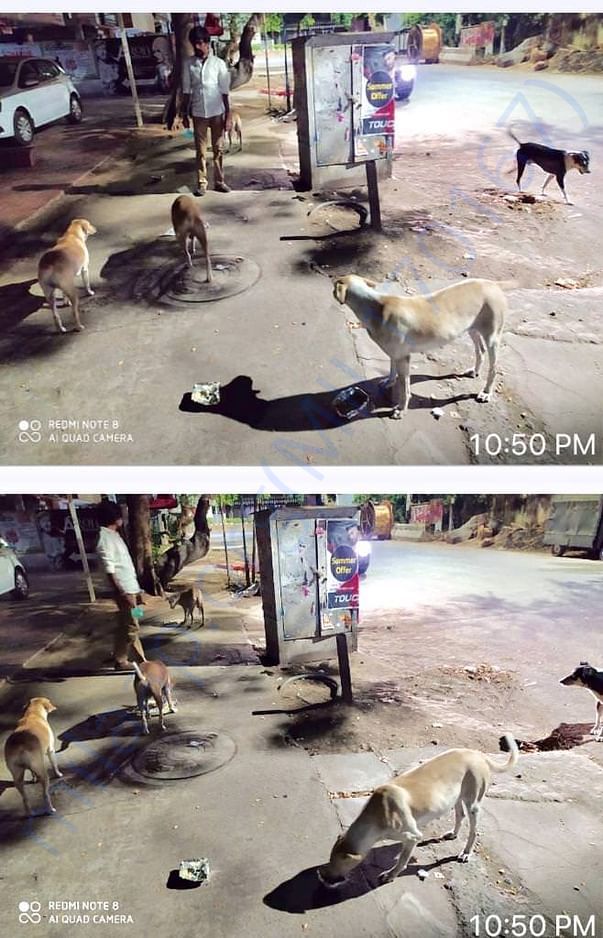 Feeding Street Dogs
