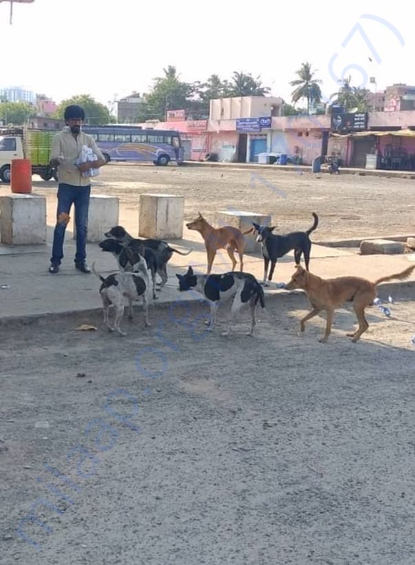 Feeding Dogs in Koyambedu Bus Stand