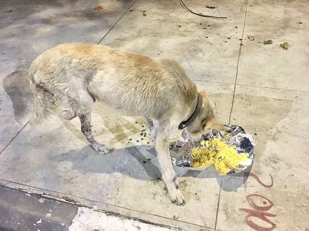 Feeding