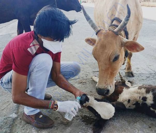 Feeding Cows